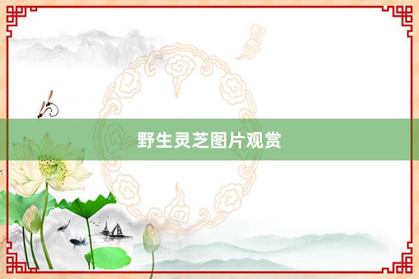 野生灵芝图片观赏